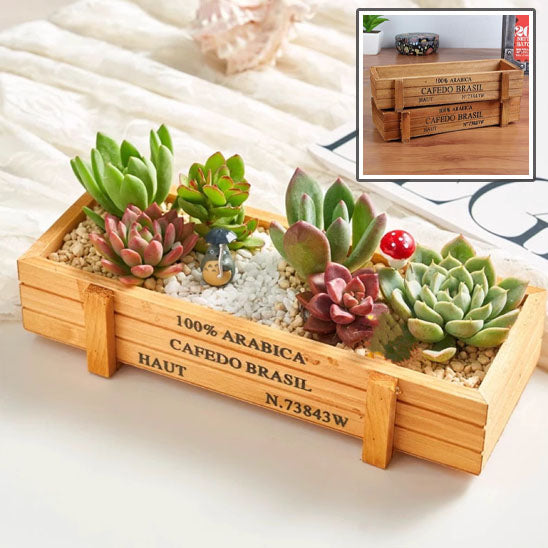jardiniere bois succulentes